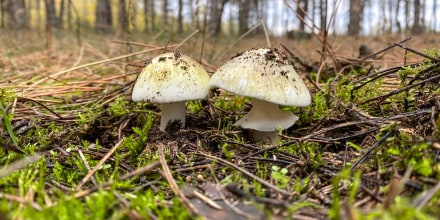 Death cap mushrooms.