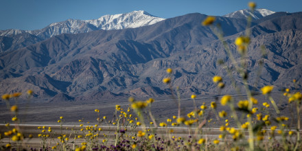 Superbloom in Death Valley