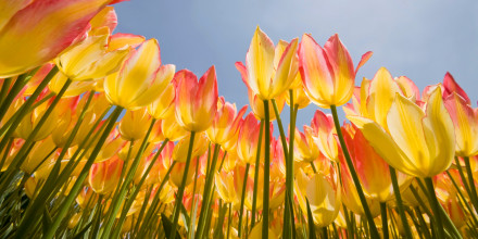 Spring Flowers - Vernal Equinox