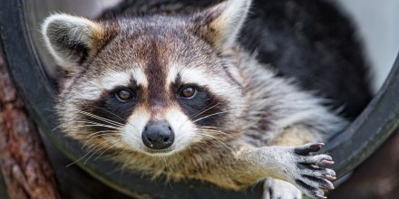 Image: Raccoon