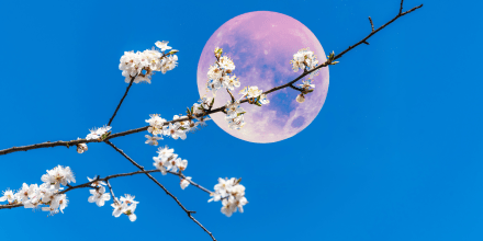 Pink Spring Fruit Tree Blossoms with Pink Full Moon
