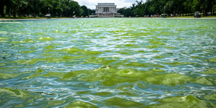 La Piscina Reflectante se torna verde por las algas, tras millonaria renovación