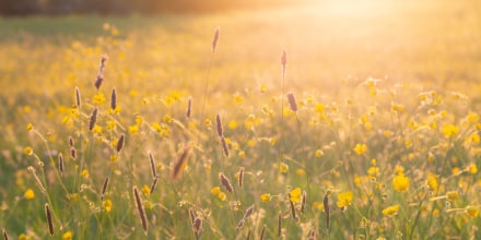 Warm summer sunlight on summer meadow grasses and buttercups
