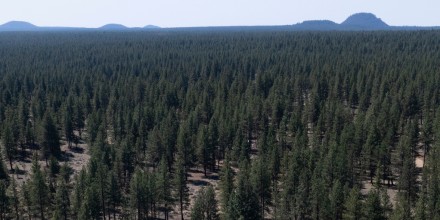 El Gobierno de Trump avanza en su plan para pavimentar millones de acres de los bosques nacionales