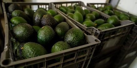 El crimen organizado amenaza la importación de aguacates a EE.UU.