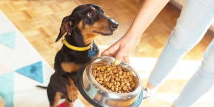 ¿Sabe cómo elegir la mejor comida para su perro? Un experto le dice qué considerar