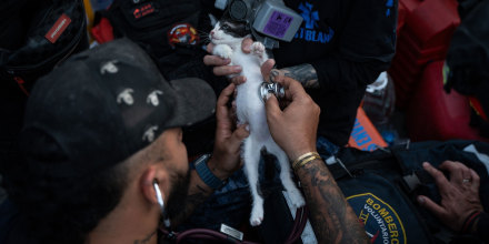 Vea el júbilo que causó el rescate de un gato a dos días del terremoto