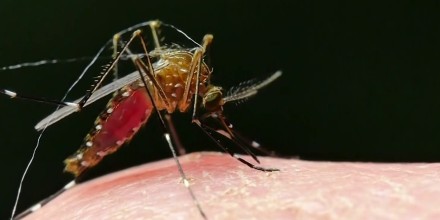 Confirman la primera muerte por el virus del Nilo Occidental en EE.UU. en 2026
