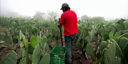 Un cultivador de nopales que sueña con un boleto dice cuánto tendría que vender