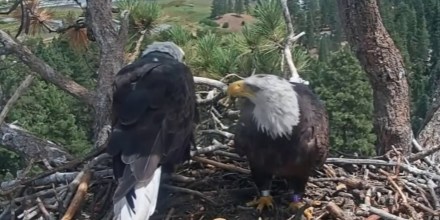Captan a la famosa águila calva Shadow con una nueva compañera tras la muerte de Jackie