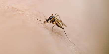 Alertan por el aumento de casos de dengue y virus del Nilo Occidental por mosquitos