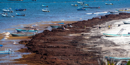 Planeta Tierra: Sargazo invade playas del Caribe mexicano y alerta a científicos
