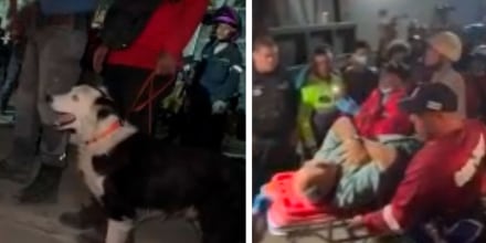 Los perros rescatistas llenan el faltante de brigadas profesionales