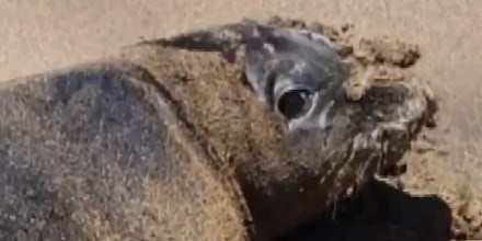 Investigan a hombre grabado lanzando una piedra a una foca en Hawaii
