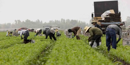 Trabajadores agrícolas dicen que han dejado de ir de compras y al médico por temor a ICE