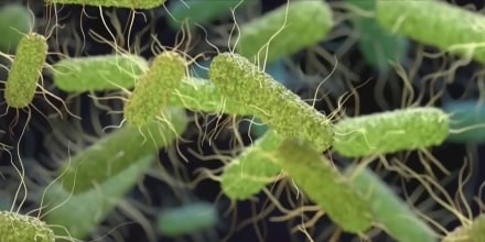 Confirman disminución de casos por ciclosporiasis en Michigan