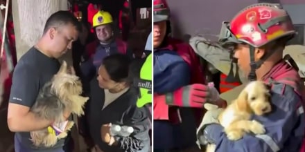 "Cada vida cuenta": buscan a mascotas entre los escombros