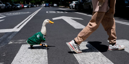 Conozca a Merlín, el pato viral que apoya a la selección mexicana en el Mundial