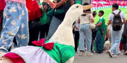 Merlín ya no es el único pato que roba miradas en el Mundial; conozca a Juanita