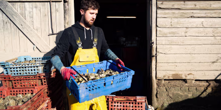 Image: Oysters are washed and sorted by size.