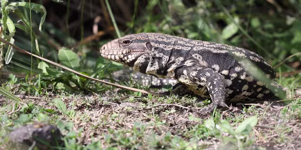 Image: Argentine Black and White Tegu