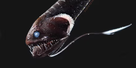 Image: Pacific blackdragon