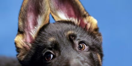 Kenji, a 13-week-old German Shepard puppy