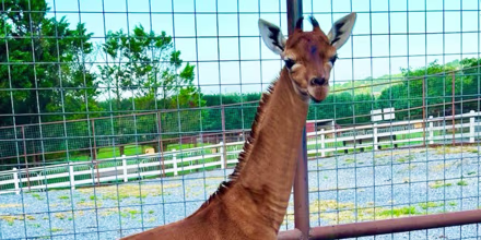 SPOTLESS GIRAFFE