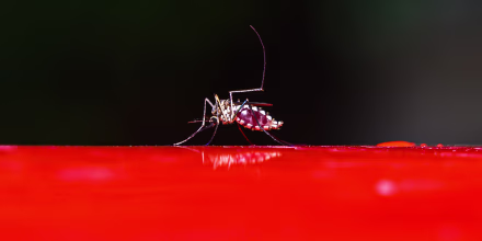 El dengue en Florida muestra la creciente amenaza del virus