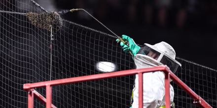 Image: Beekeeper Matt Hilton removes a colony of bees that formed on the net behind home plate