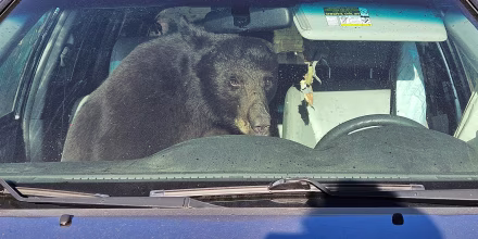 Drought Bear Trouble 1