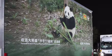 Dos pandas gigantes aterrizan en Atlanta desde China tras la cumbre entre Xi y Trump