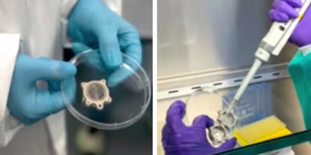 Llevan al espacio miniórganos de cerebros y corazones humanos para investigar el envejecimiento