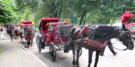 Nueva York está más cerca de prohibir los carruajes tirados por caballos
