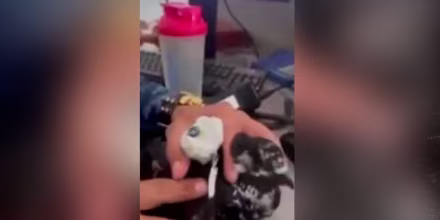 Reclusos usan palomas mensajeras para hacer contrabando en Colombia