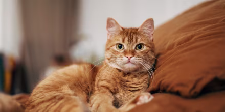 Cómo prevenir la toxoplasmosis si tiene gatos