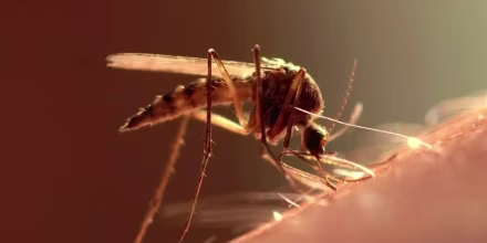 Declaran emergencia en tres condados de Florida por la propagación del dengue
