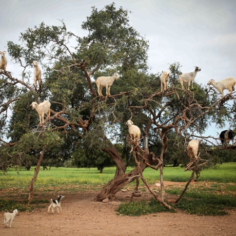 Tree-climbing goats feed on an Argania Spinosa, known as an Argan tree, in Essaouira, southwestern Morocco, on April 4. By eating the fruit and spitting out the seeds, the goats help in the process of manufacturing Argan oil.