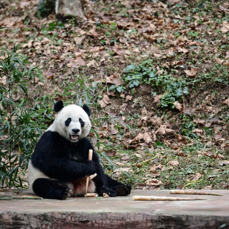 Image: CHINA-US-ANIMAL-DIPLOMACY-PANDA