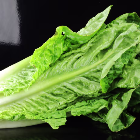 Romaine lettuce on a black background (Lactuca sativa L. var. longifolia)