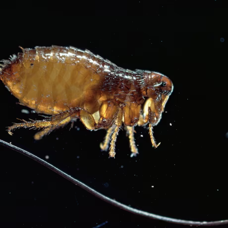 Image: Dog flea {Ctenocephalides canis} UK