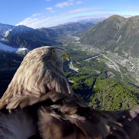 Image: Victor a nine year old white-tailed eagle equipped with a 360 camera flies over glaciers and mountains in Chamonix