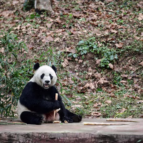 Image: CHINA-US-ANIMAL-DIPLOMACY-PANDA
