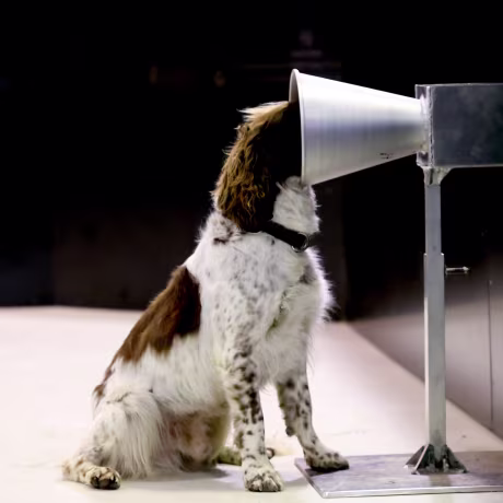 Image: *** BESTPIX *** Adelaide Researchers Train Sniffer Dogs To Detect People Infected With COVID-19