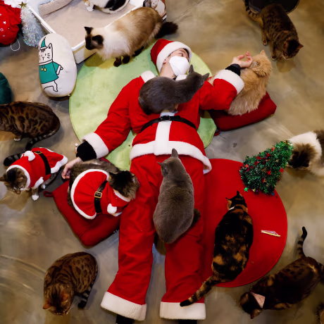 Image: An employee dressed in a Santa Claus costume plays with cats at the Catgarden in Seoul
