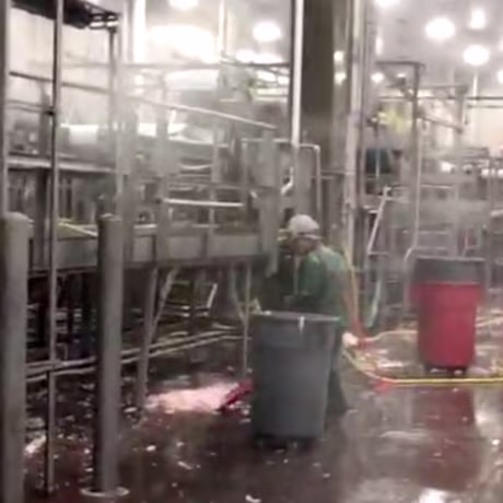 Image of an adult Fayette Janitorial worker scooping up animal parts at a processing plant taken by the US Department of Labor during the course of its investigation of Fayette Janitorial Service.