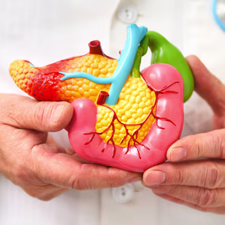 A model of the pancreas.