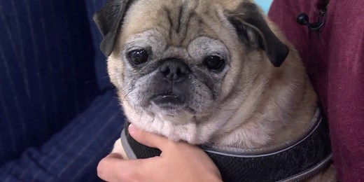 Meet Noodle, the pug who predicts what kind of day you will have