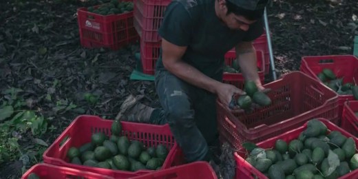 U.S. suspends Mexican avocado imports due to organized crime 4