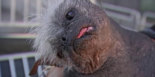 Meet Glacier National Park's 'bark ranger,' a dog trained to keep wildlife  and visitors safe